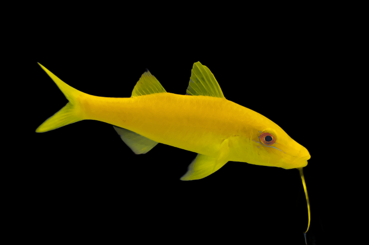 Parupeneus cyclostoma (Yellow Goatfish)