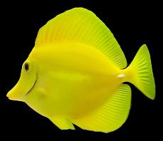 Zebrasoma flavescens (Yellow tang)
