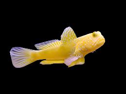 Yellow watchman goby