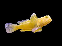 Cryptocentrus cinctus (Yellow watchman goby)