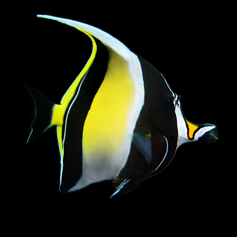 Zanclus Canescens (Moorish Idol) Large