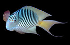 Genicanthus Angel (Zebra Angelfish)