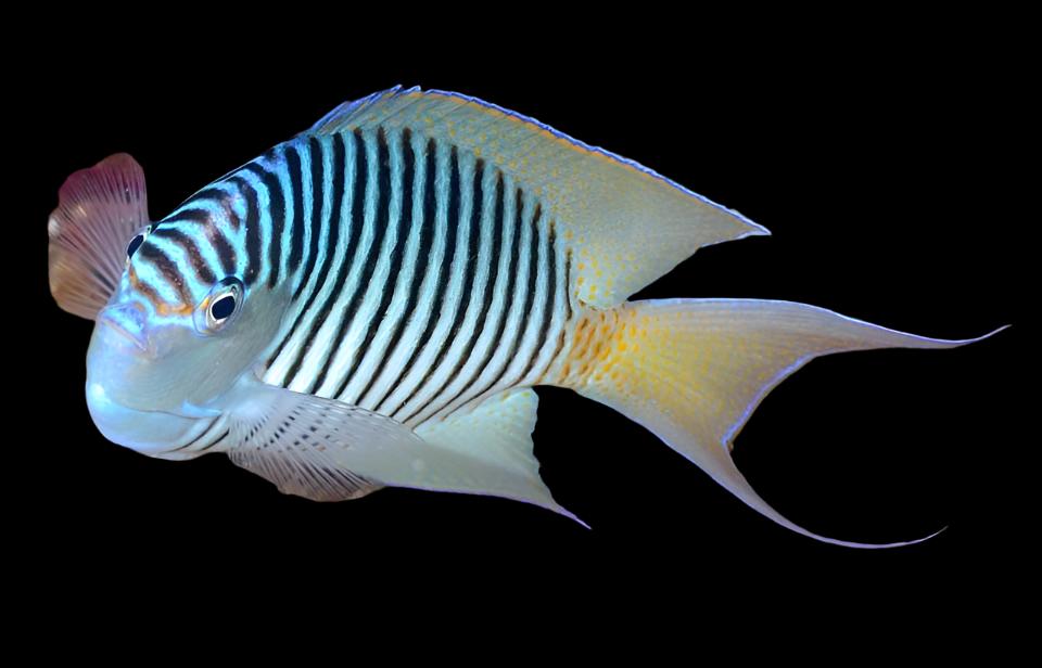 Genicanthus Angel (Zebra Angelfish)